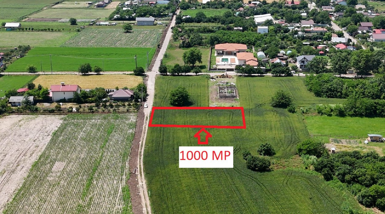 DASCALU-CREATA Lot 1000 MP