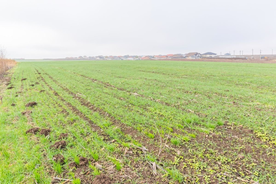 CERNICA - POSTA - TEREN INTRAVILAN CONSTRUCTII 15000 MP!