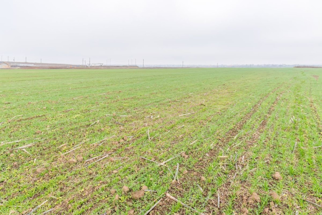 CERNICA - POSTA - TEREN INTRAVILAN CONSTRUCTII 15000 MP!