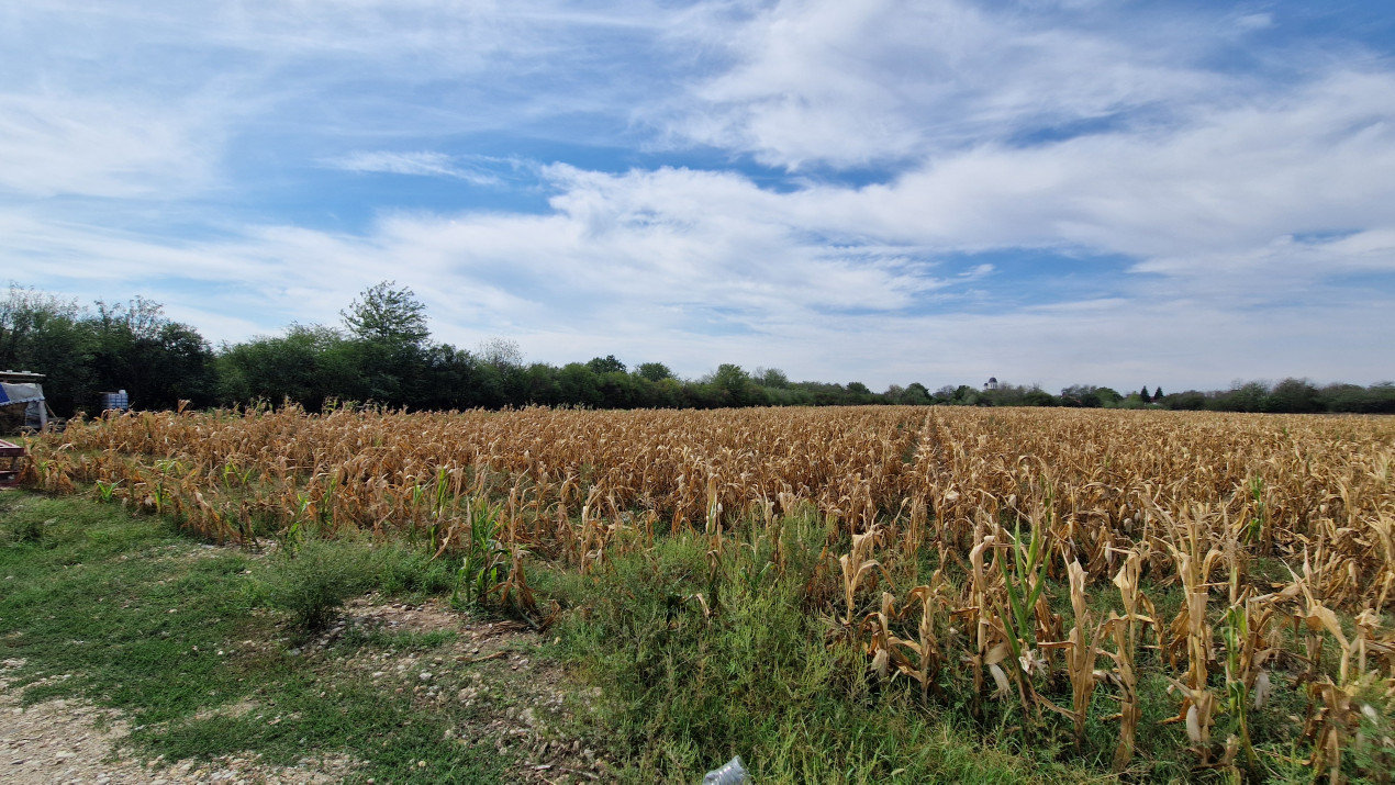 De vanzare 8400mp in Bolintin Deal pe strada Marasesti