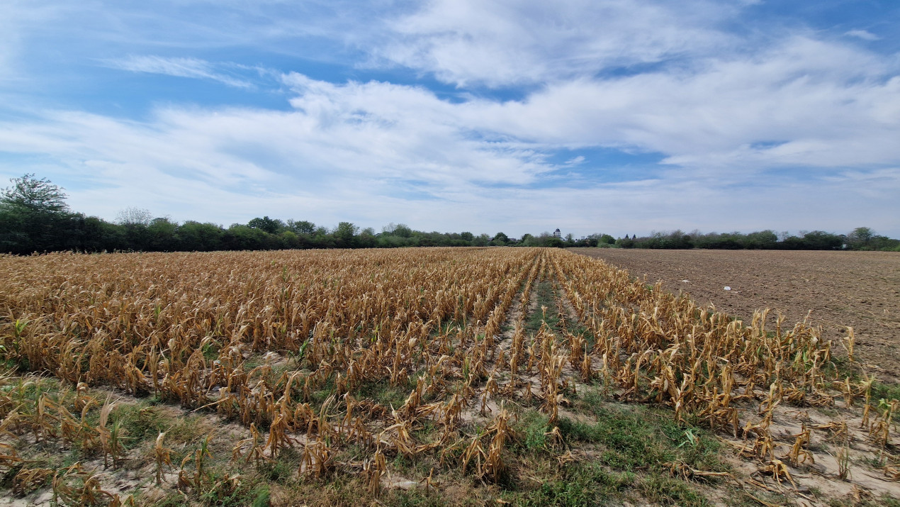 De vanzare 8400mp in Bolintin Deal pe strada Marasesti