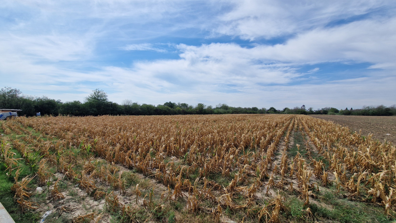 De vanzare 8400mp in Bolintin Deal pe strada Marasesti