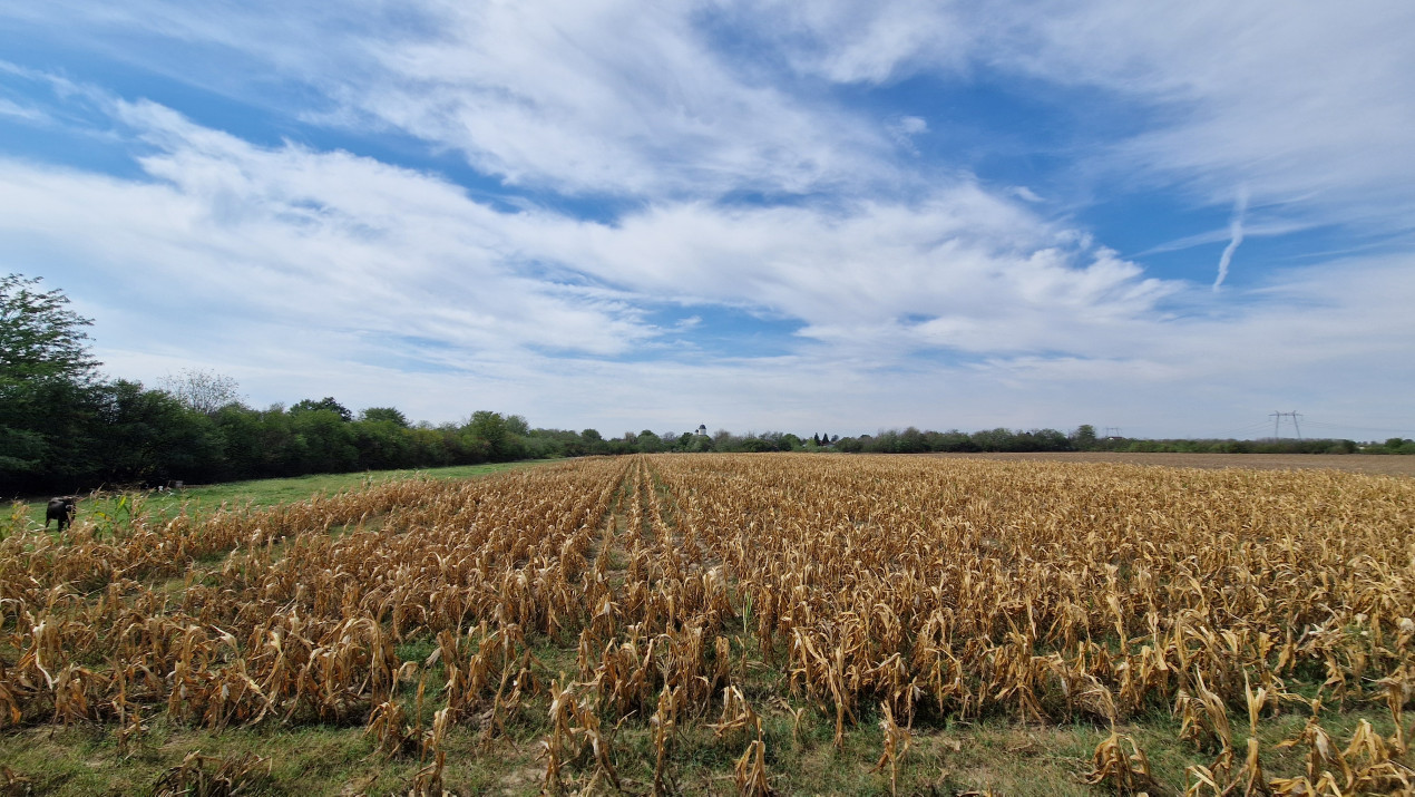 De vanzare 8400mp in Bolintin Deal pe strada Marasesti