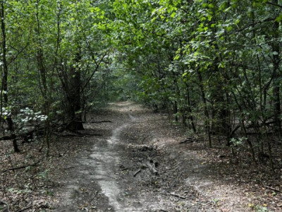 Pădure 20.000mp langa Scoala Americana - Cel mai mic pret 