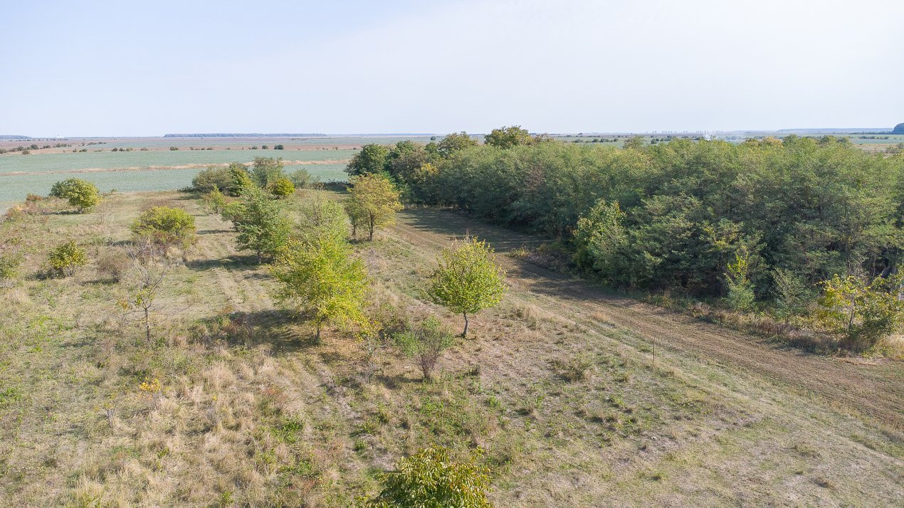 Teren intravilan Ilfov, Petrachioaia, la 3 minute STB Biserica Vanatori