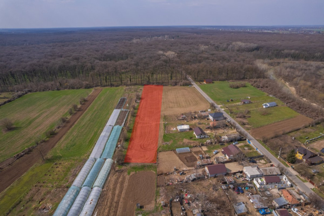 NUCI - BALTA NEAGRA, LOT 3900 MP, LA PADURE!