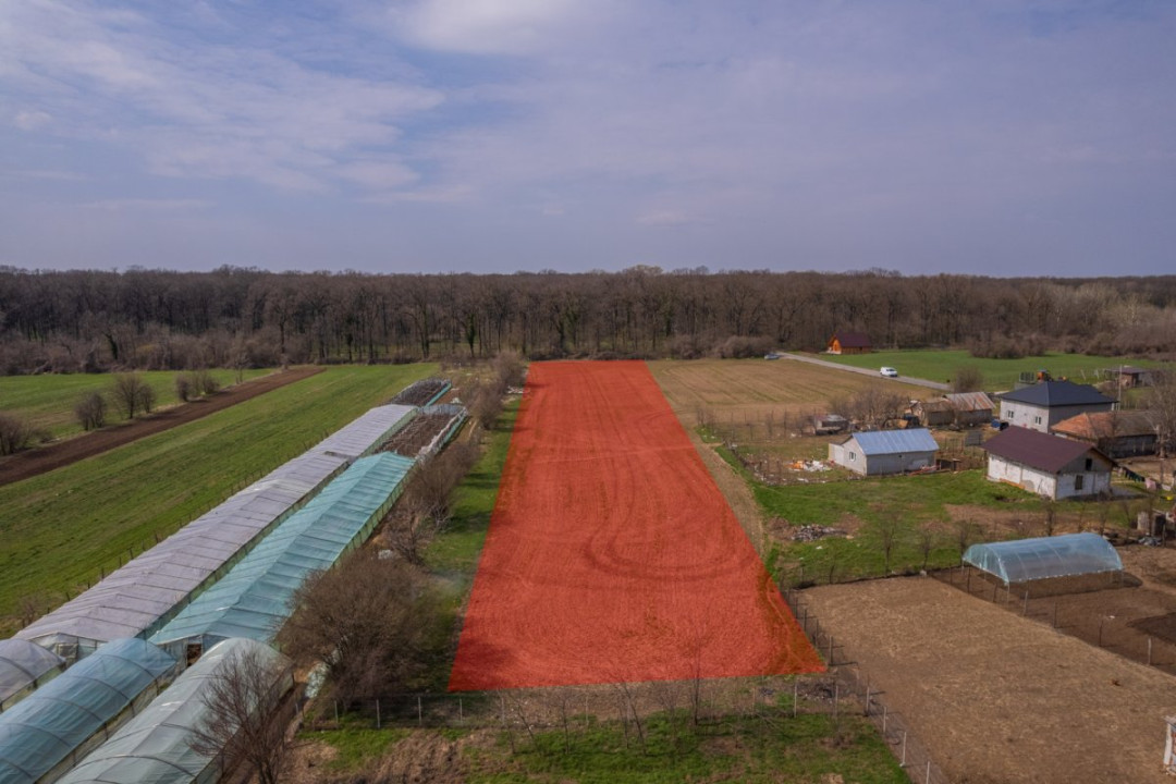 NUCI - BALTA NEAGRA, LOT 3900 MP, LA PADURE!