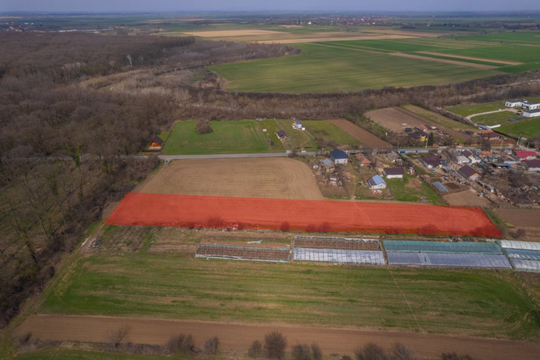 NUCI - BALTA NEAGRA, LOT 7000 MP, LA PADURE!