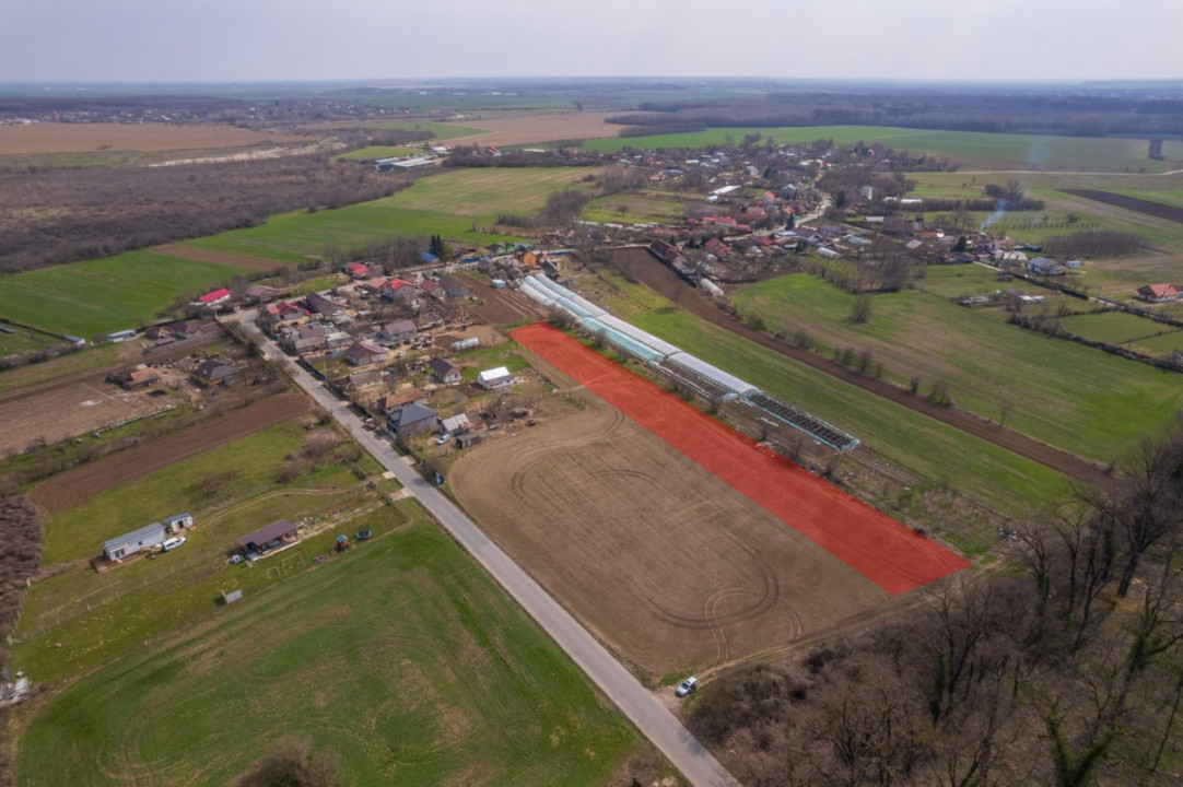 NUCI - BALTA NEAGRA, LOT 7000 MP, LA PADURE!
