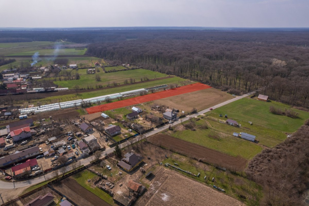 NUCI - BALTA NEAGRA, LOT 7000 MP, LA PADURE!